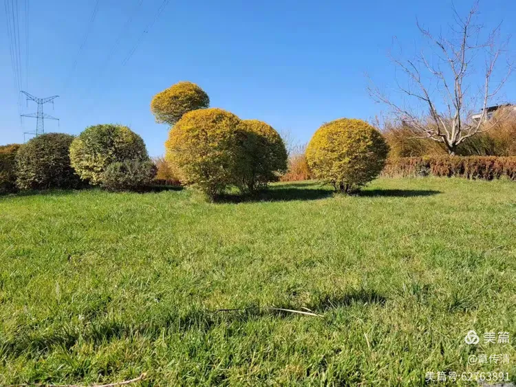冬游曲江花影公园